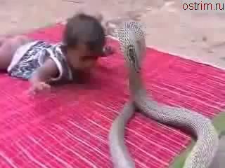поединок маленького ребёнка со змеёй