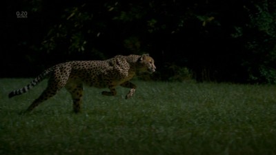 Cheetahs on the Edge--Director's Cut