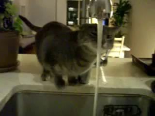 Кот с нестандартным мышлением пьет воду.avi