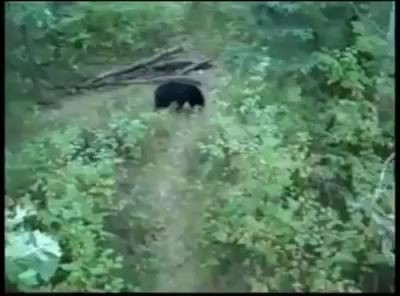 Black Bear climbs up a tree stand- "Hey Whatcha doin"