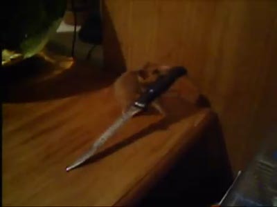 Хомяк с ножом - Hamster with a knife