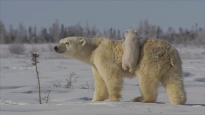 Любовь и нежность полярных медведиков