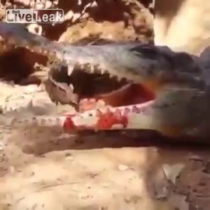 Естественный отбор