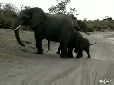 Испуг слоника