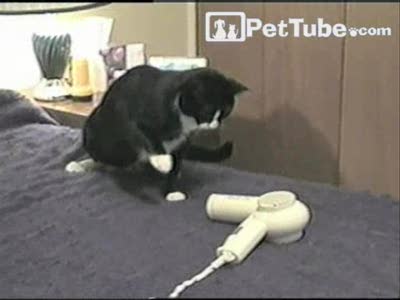 кот избивает обидчика