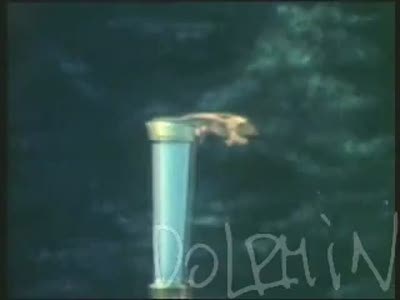 Дельфин - Весна (Dolphin - Spring)