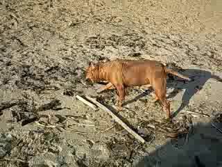 САБАКА АМФИБИЯ