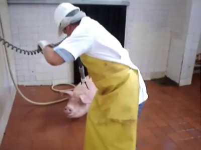 БЫСТРАЯ СМЕРТЬ НА СКОТОБОЙНЕ