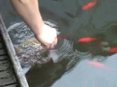 Рыбы едят из рук