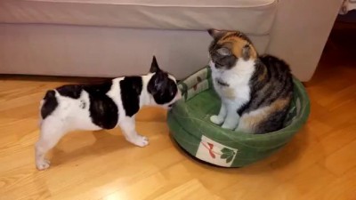 Puppy attempts to reclaim bed from cat
