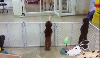 Dancing_dog