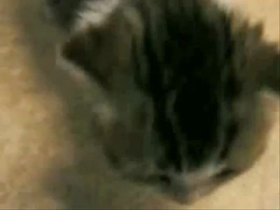Котенок с короткими лапками