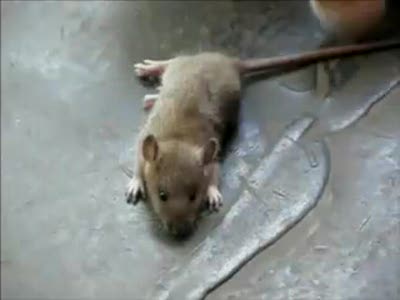 Мышь притворилась мертвой
