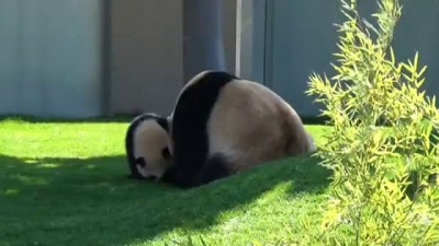 Panda wrestling2
