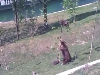 Медведица снимает медвежонка