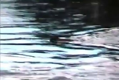 Миша попытался переплыть реку