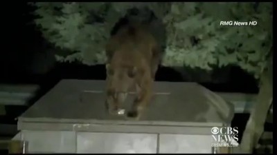 Рейнджер освобождает медвежонка из мусорного плена .