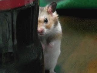 Dramatic hamster / Драматичный хомяк