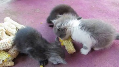 Котята и кукуруза