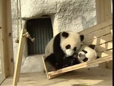 Панды катаются на горке / Cute pandas playing on the slide