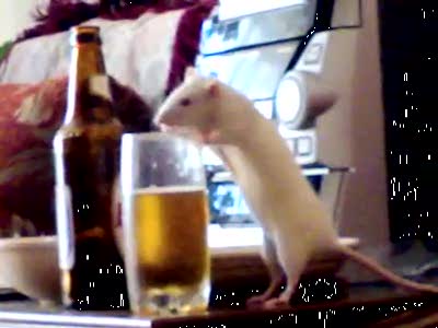 Крыса - любительница пива
