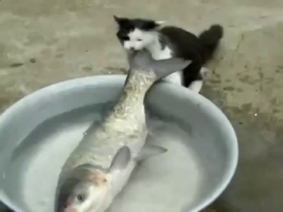 Кот - рыболов