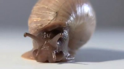 Euglandina rosea (Rosy Wolf Snail) on the hunt! [upgrade]