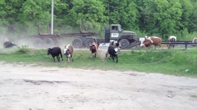 Урал VS коровы