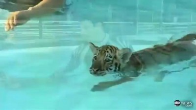 Плаваем с тигрятами