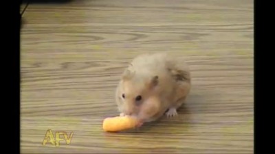 Cheese Doodle Hamster Hero - AFV