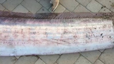 INCREDIBLE - 18 foot oarfish found off Catalina Island