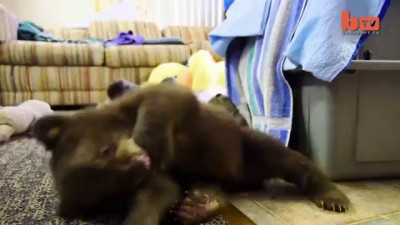 Cute Black Bear Cub Hand Raised After Being Orphaned