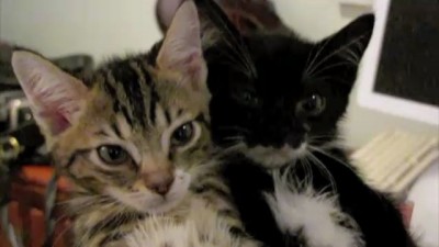 fainting goat kittens - original video