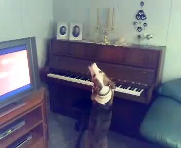 Музыкальная Собака