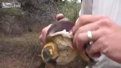Африканская лягушка