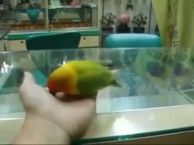 Попугай, который видел секс