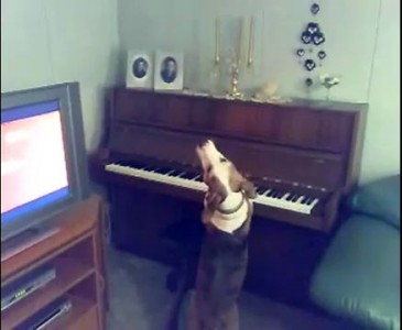 Собака играет на пианино 