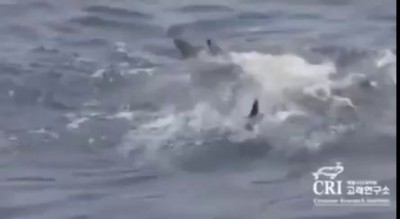 Дельфины спасают своего собрата
