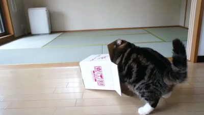 Кот Мару и коробочка