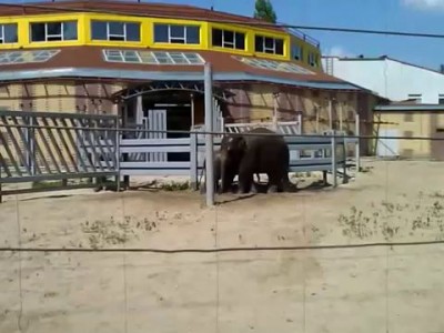 Слоны в Ростовском зоопарке