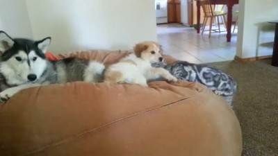 Cat vs puppy