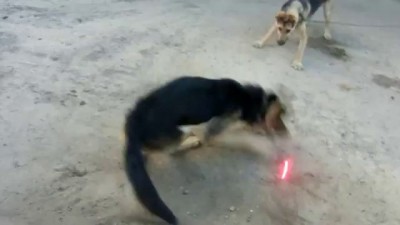 собака против лазерной указки ч1