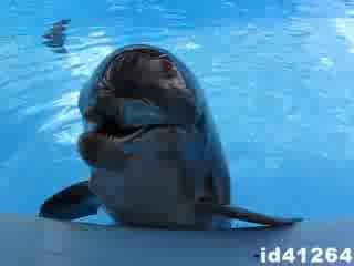Дельфин смеется