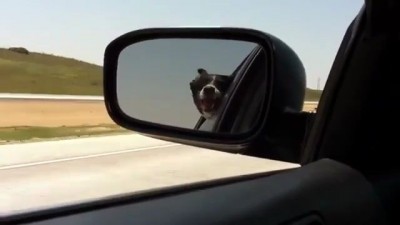 Собака лает на проезжающие авто