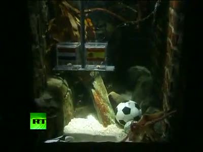Final bet Oracle Paul the Octopus picks Spain over Netherlands to win World Cup.mp4