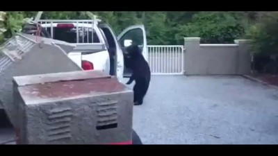 Наглый медведь - барибал ловко шмонает автомобиль .
