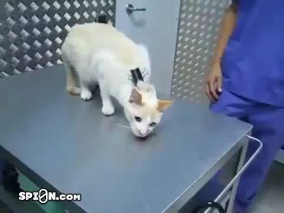 Как "выключить" кошку