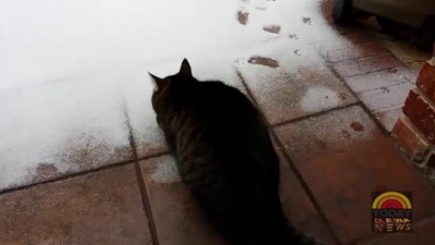 Cat reaction to snow - Excitable Cat Sees Snow for the first time! [HILARIOUS]