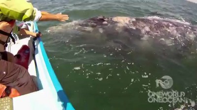Incredible Whale Encounter 