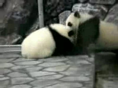 Панда против панды